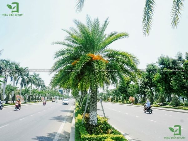 Cây chà là kiểng​