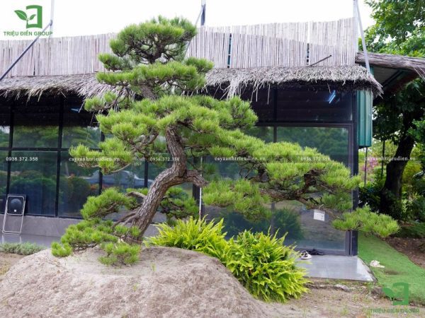 bán cây thông đen Nhật Bản