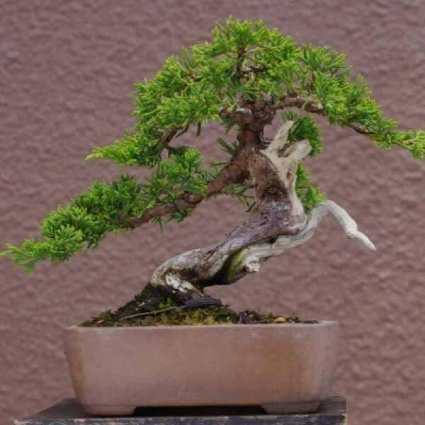 Các loại cây tùng