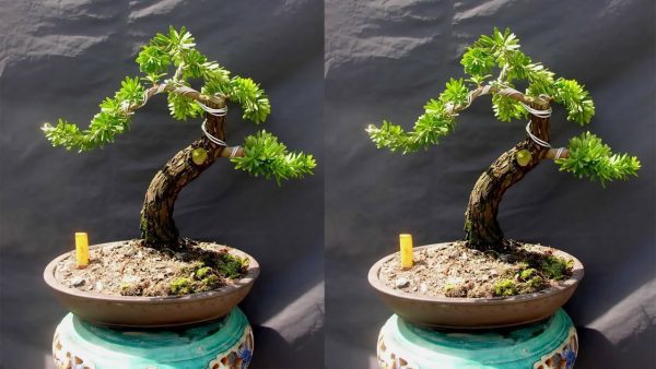Các loại cây tùng