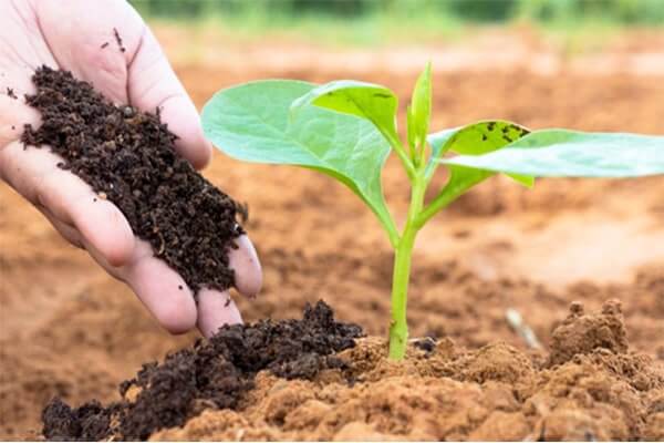 Phân có tác dụng cải tạo đất​