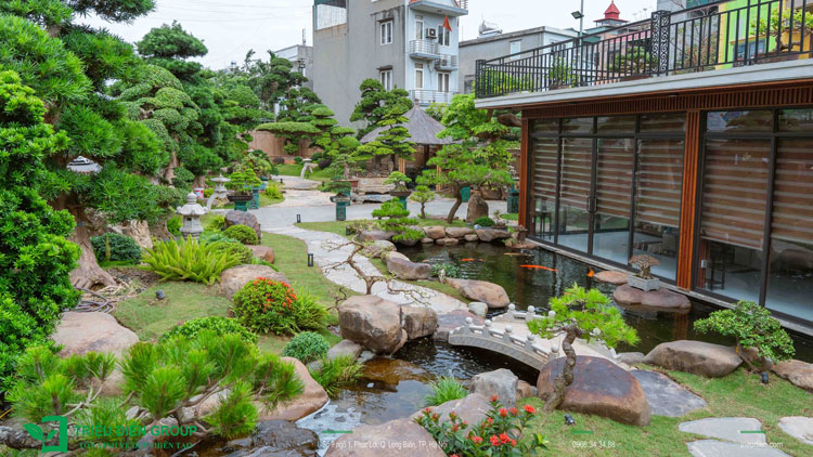 bán cây tùng la hán đẹp​