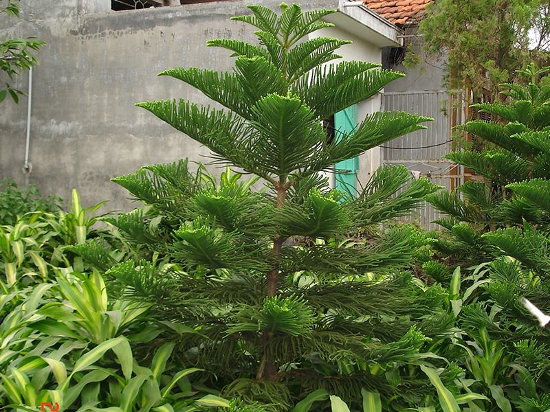 Các loại cây Tùng