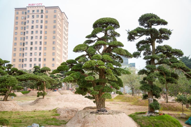 Cây tùng la hán hợp mệnh gì​