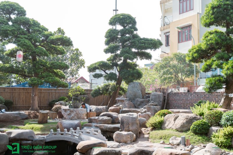 Cây tùng la hán hợp tuổi nào