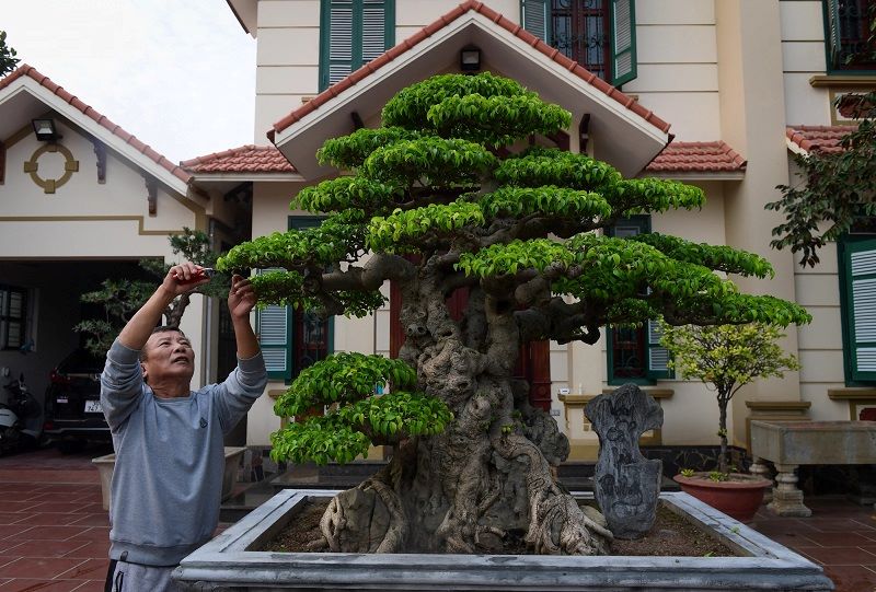Cây phong thủy trồng trước nhà