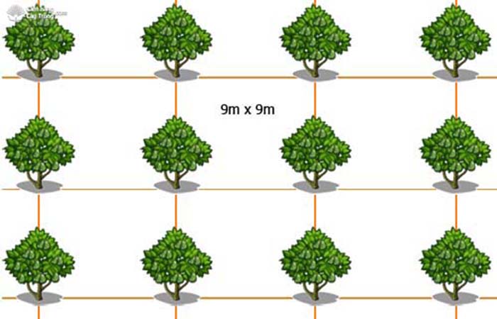 Cách tính số cây trồng trên diện tích
