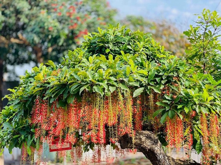 Cây phong thủy trồng trước nhà