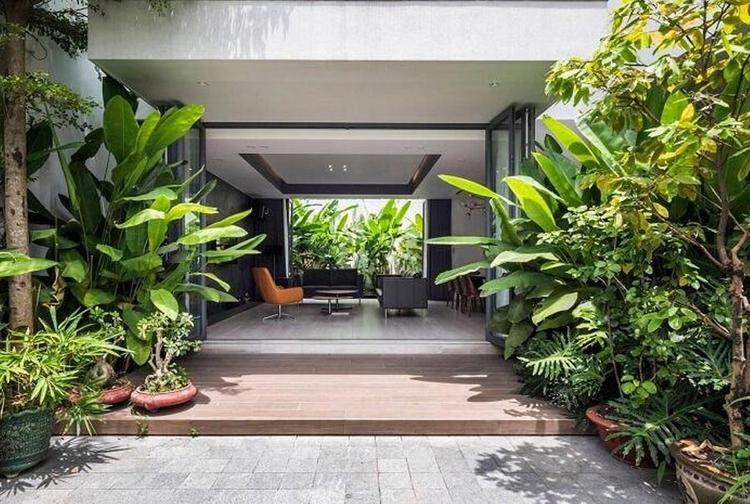 Cây phong thủy trồng trước nhà