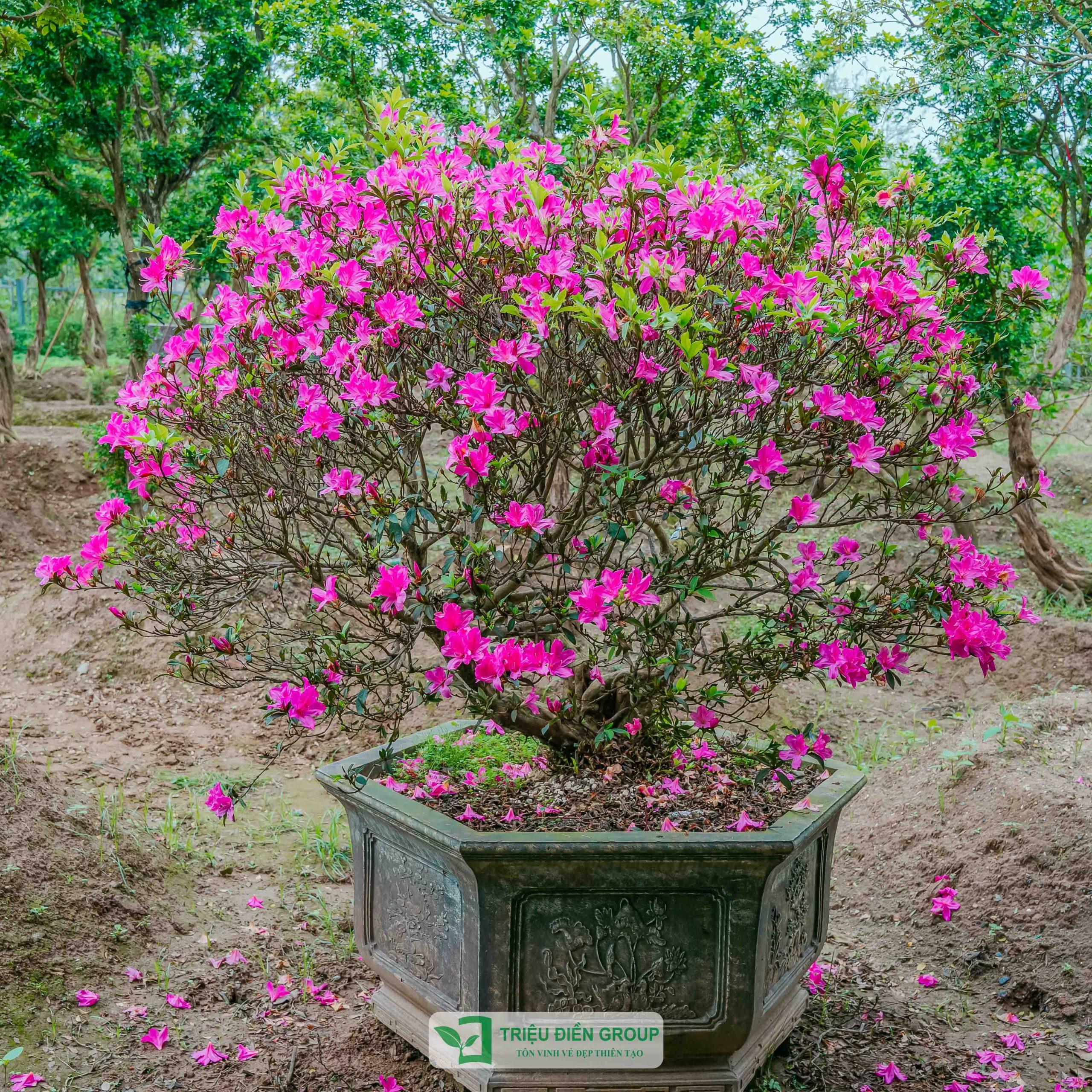 các loại cây phong thủy đẹp nên trồng
