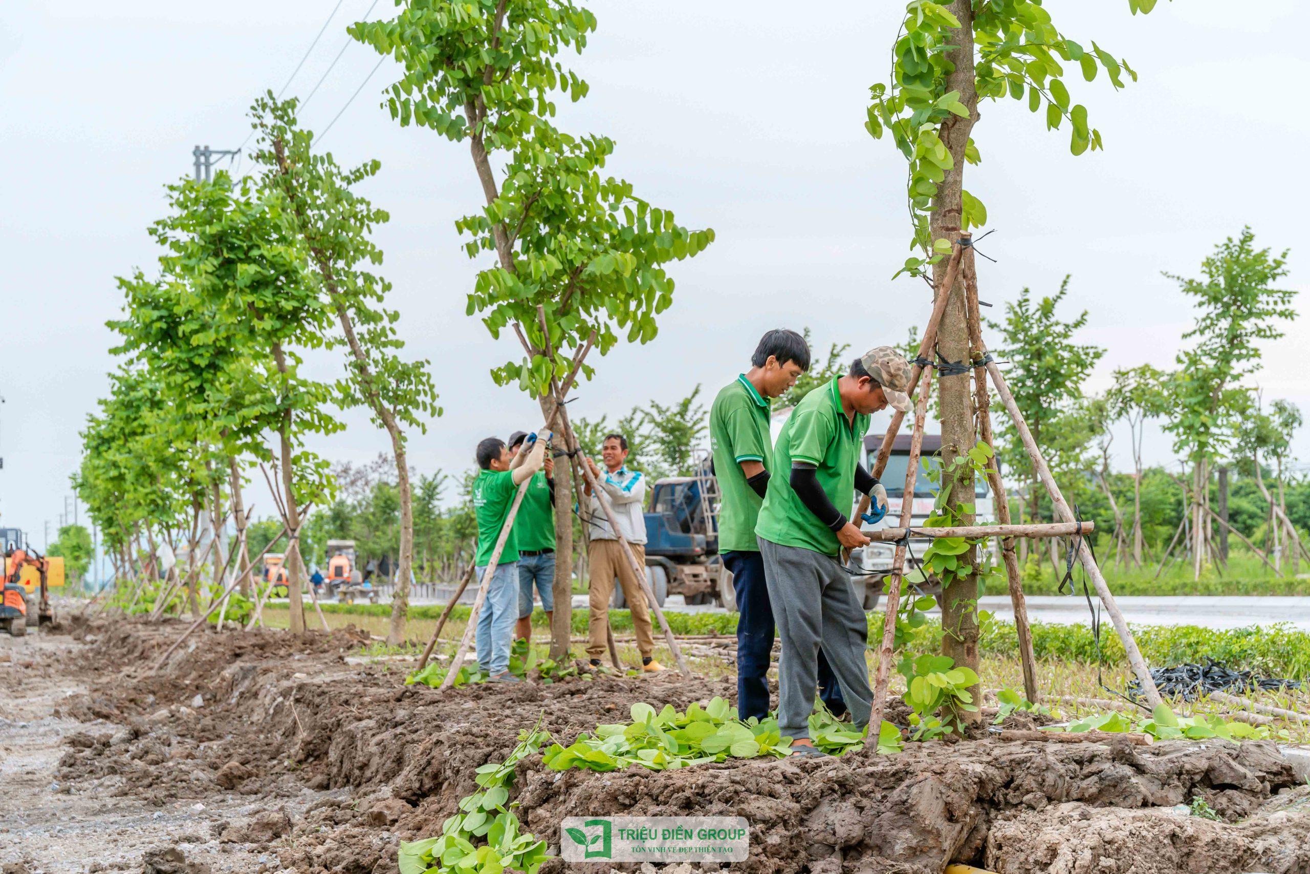 các loại cây phong thủy đẹp nên trồng