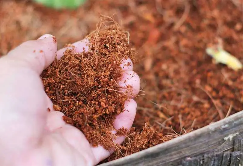 Cách trộn xơ dừa với đất