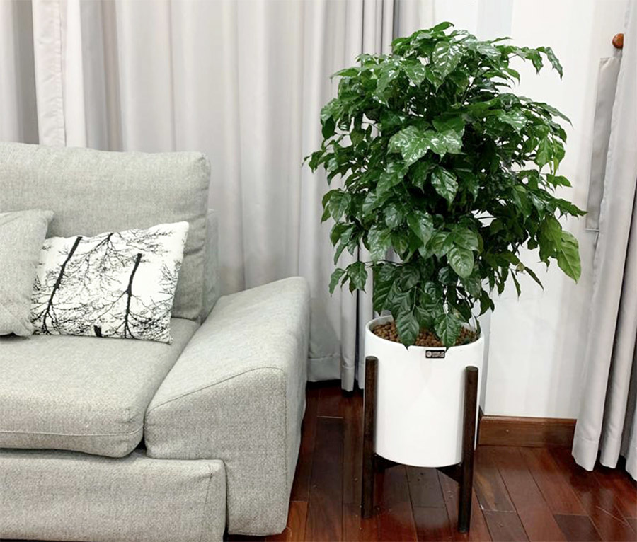Các loại cây phong thủy nên trồng