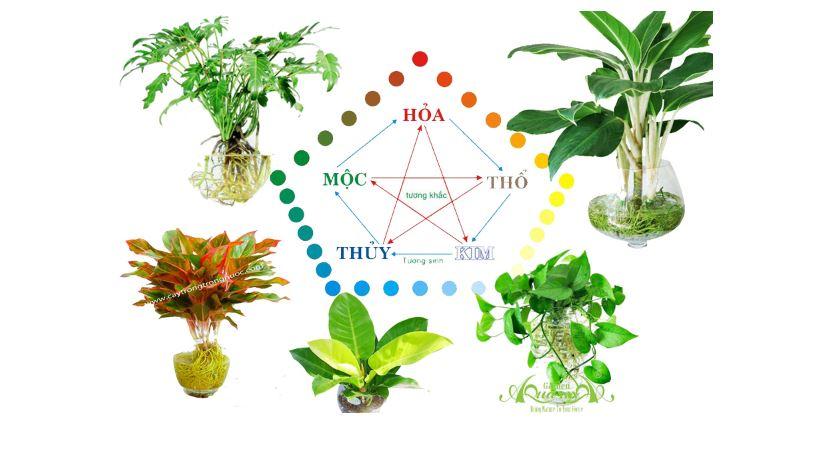 Cách chọn cây xanh phù hợp không gian và phong thủy