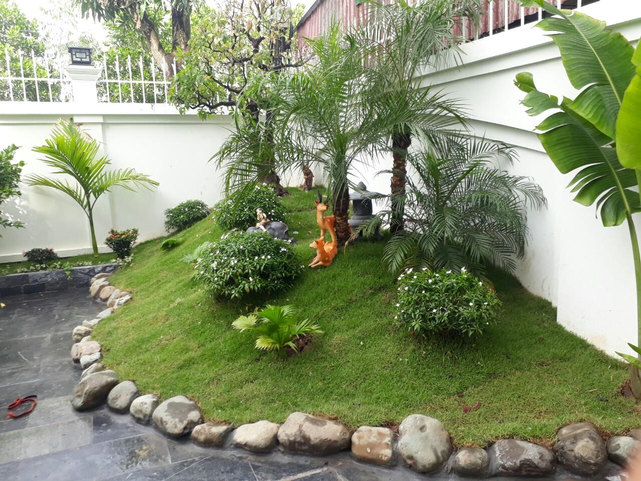 Cách chọn cây xanh phù hợp không gian và phong thủy