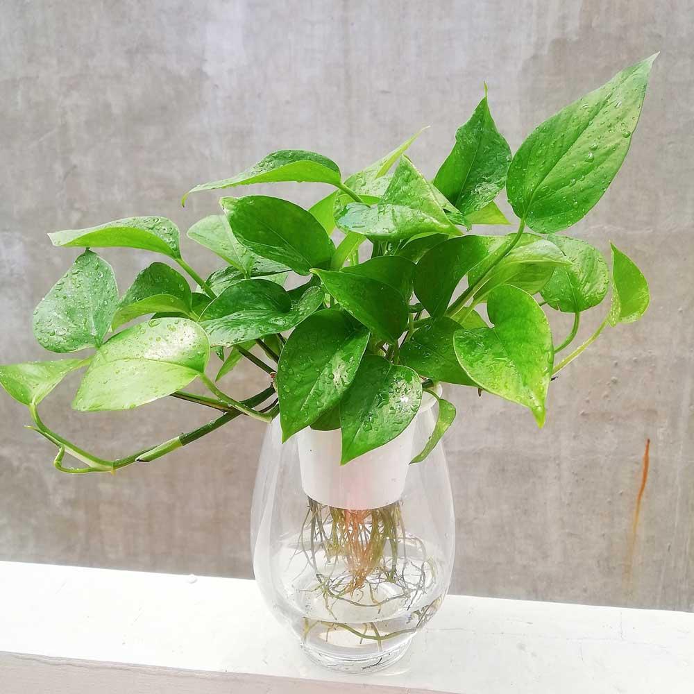 Vị trí trồng cây sanh phù hợp cho từng không gian