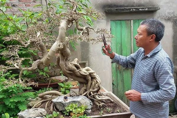 Trồng cây sanh trước nhà có tốt không​