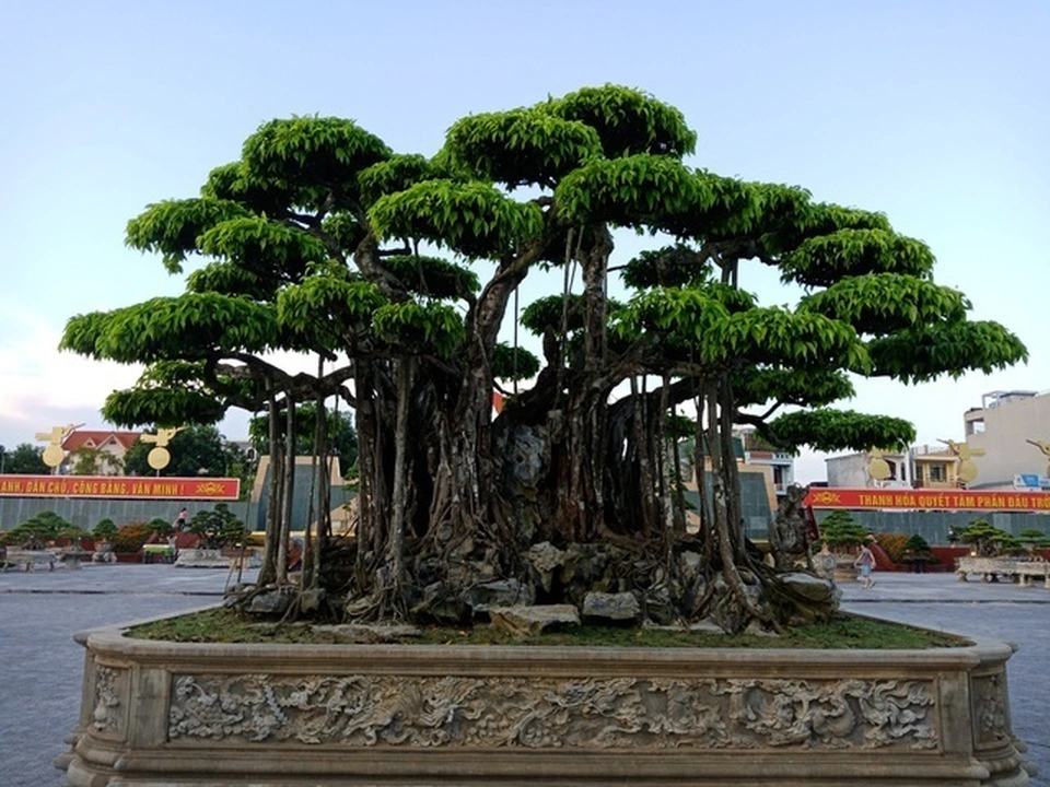 Trồng cây sanh trước nhà có tốt không​
