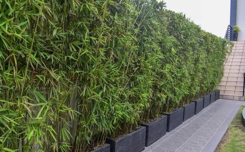 cây hàng rào dễ trồng cho nhà và công trình
