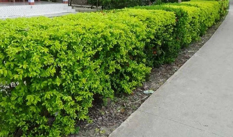 cây hàng rào dễ trồng cho nhà và công trình