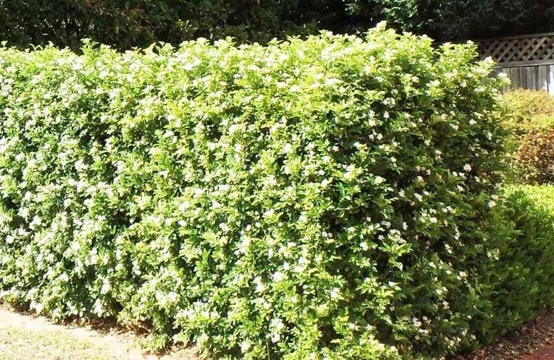 cây hàng rào dễ trồng cho nhà và công trình