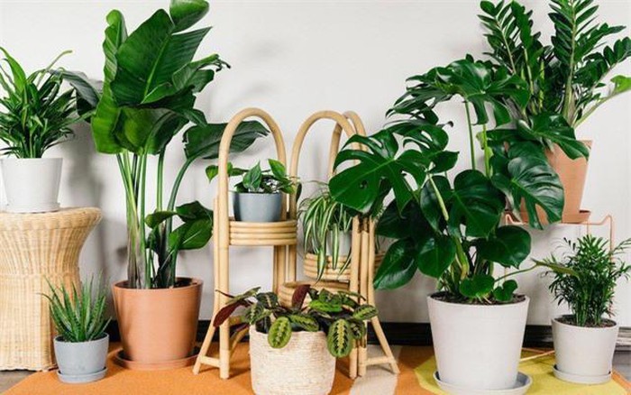 Các loại cây phong thủy nên trồng
