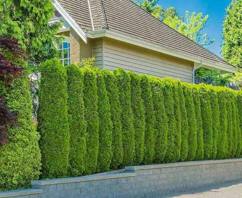Trồng cây làm hàng rào chống trộm