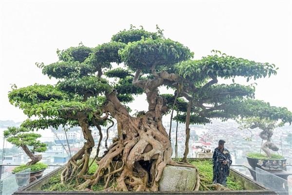 Trồng cây sanh trước nhà có tốt không​