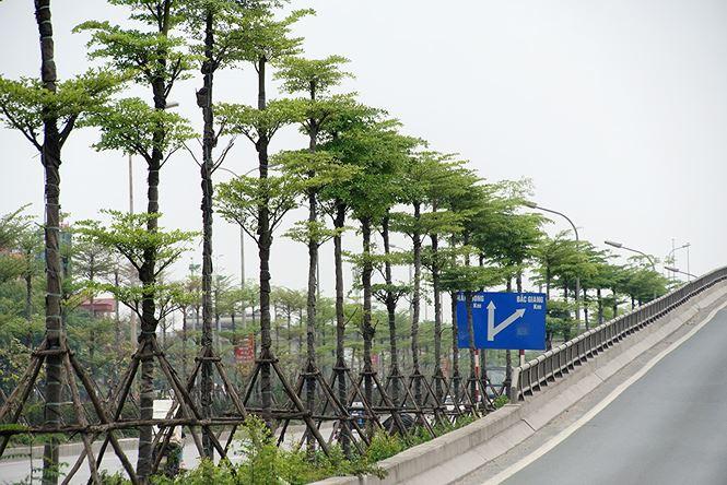Cách bố trí cây trồng thẳng hàng đẹp 