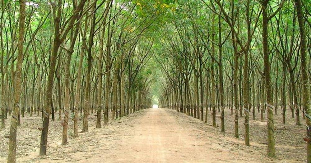 Cách tính số cây trồng trên diện tích