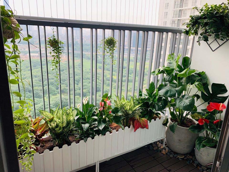 Chọn cây sân vườn theo diện tích
