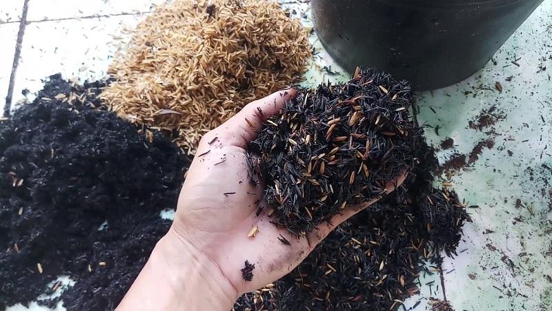 Đất nào phù hợp trồng cây cảnh
