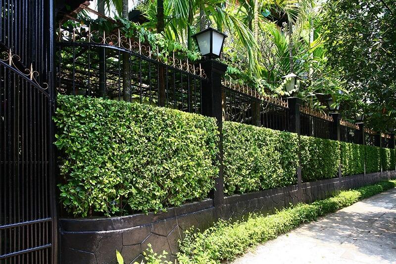 Trồng cây làm hàng rào chống trộm