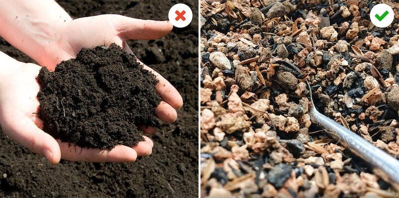 Đất nào phù hợp trồng cây cảnh