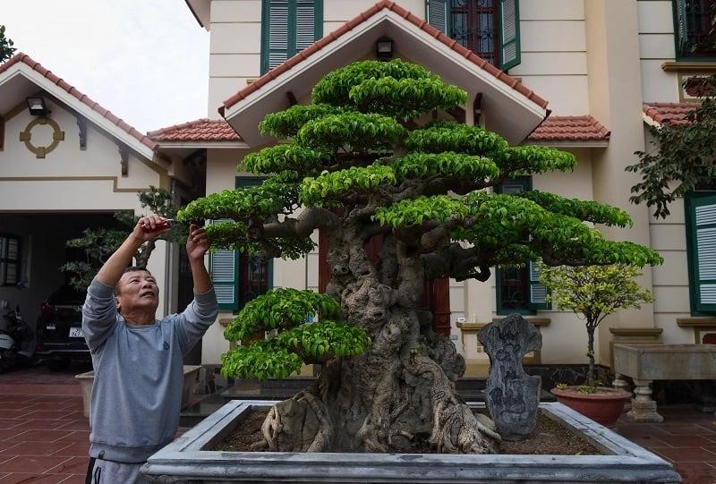 Vị trí trồng cây sanh phù hợp cho từng không gian