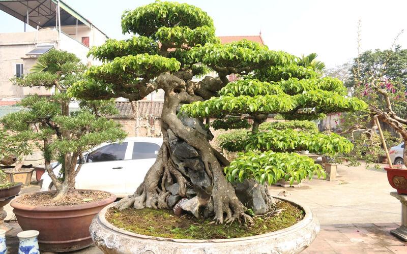 Các loại cây cảnh dùng trong thiết kế sân vườn