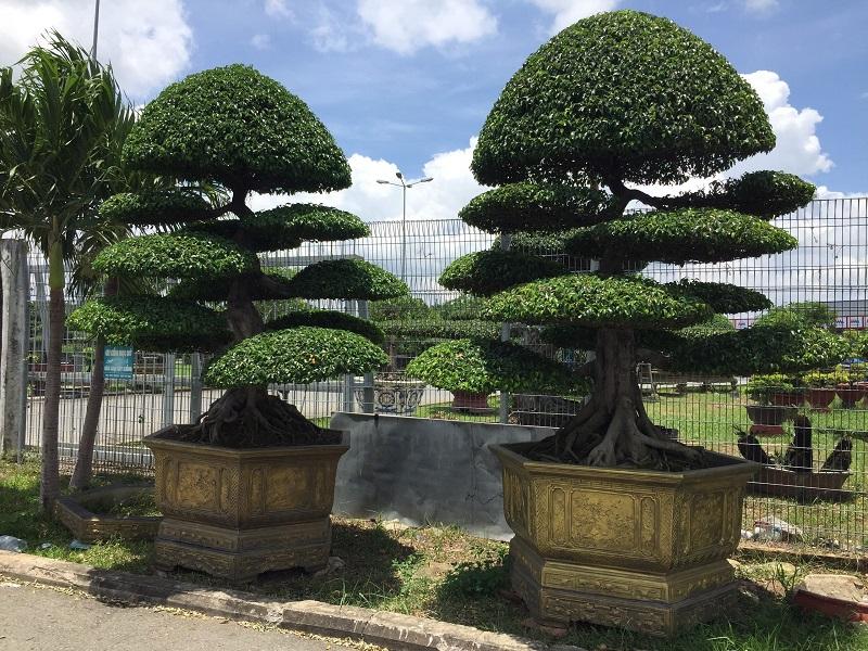 Vị trí trồng cây sanh phù hợp cho từng không gian
