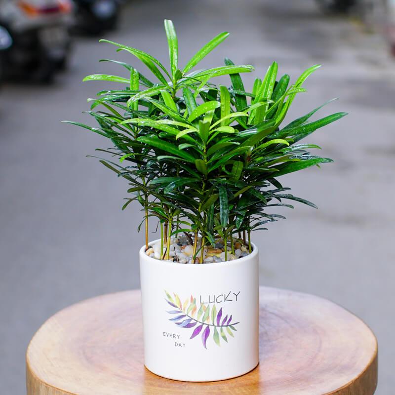 Cây tùng la hán hợp mệnh gì​