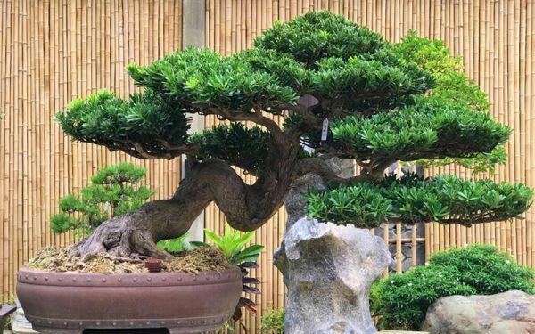Cây tùng la hán hợp mệnh gì​