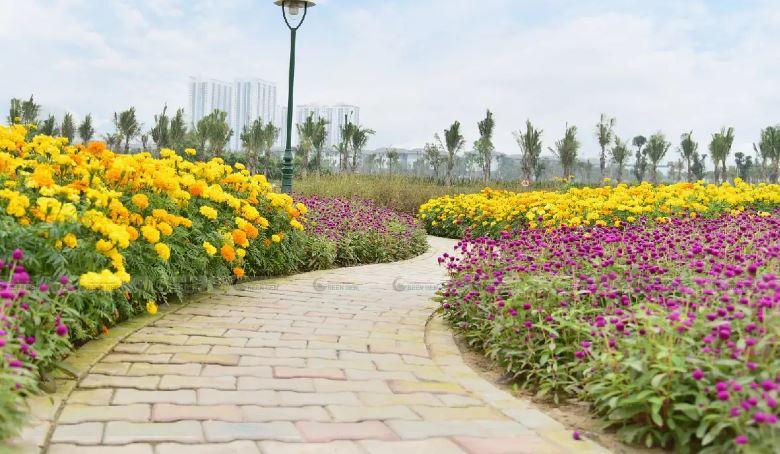 bố trí cây xanh đô thị theo hàng lối