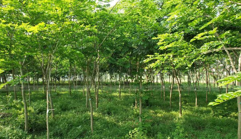 bố trí cây xanh đô thị theo hàng lối