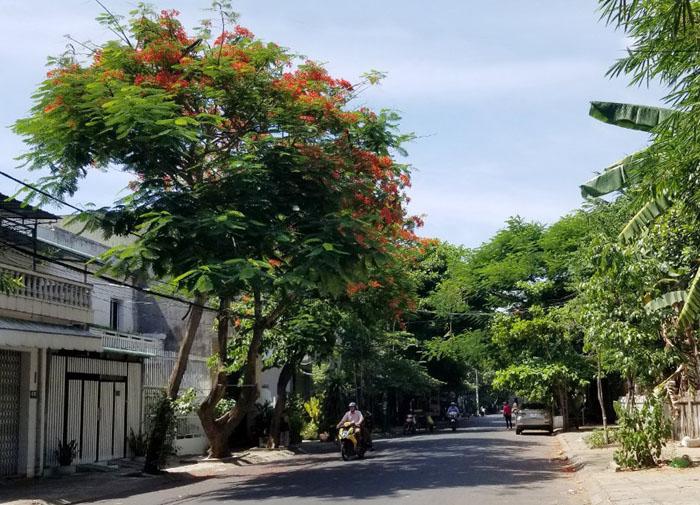 quy hoạch trồng cây vỉa hè theo diện tích