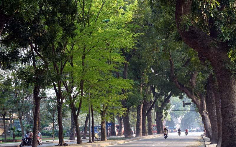 quy hoạch trồng cây vỉa hè theo diện tích