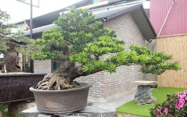 Cây tùng la hán hợp mệnh gì​