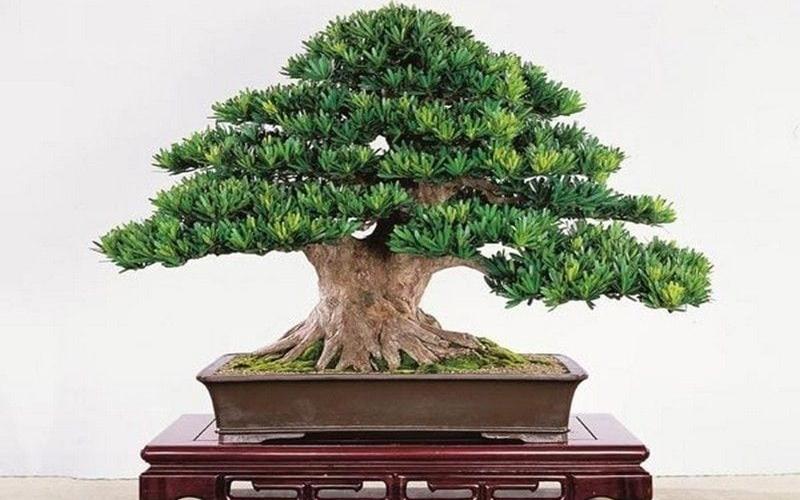 Cây tùng la hán hợp mệnh gì​