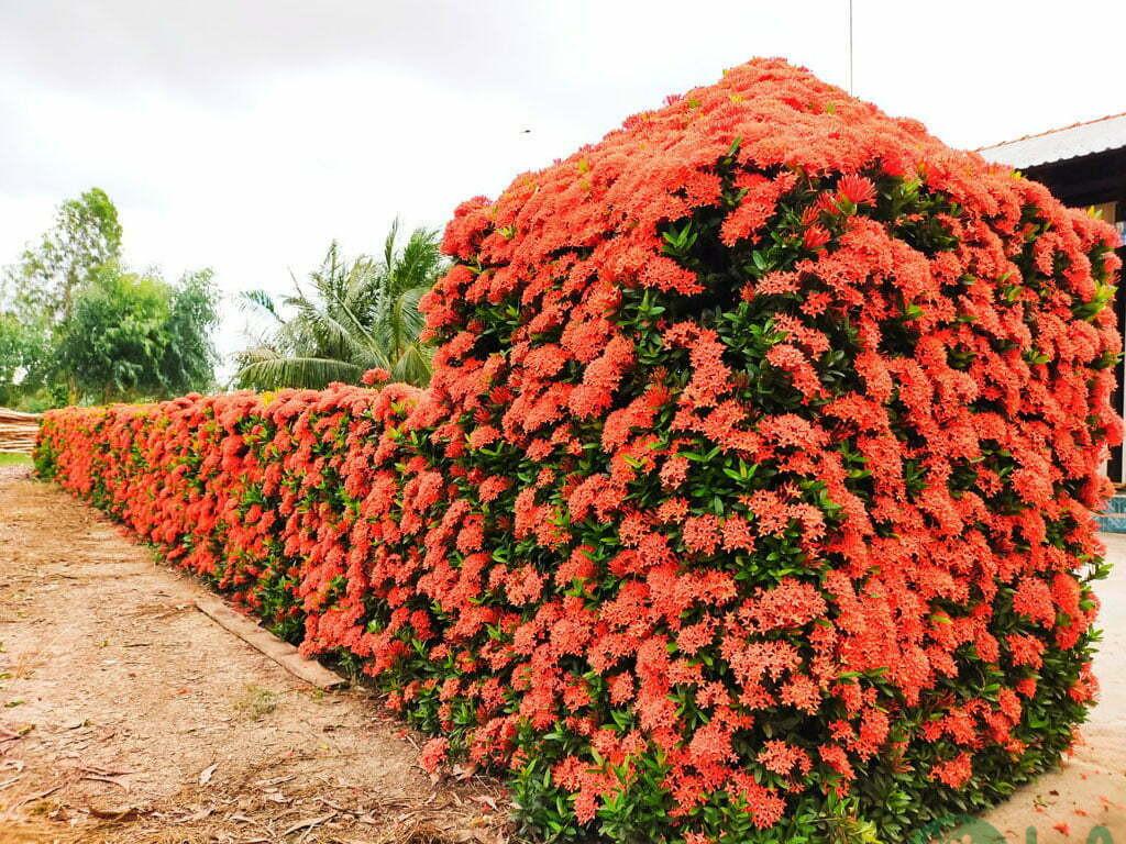 trồng cây làm hàng rào chống trộm