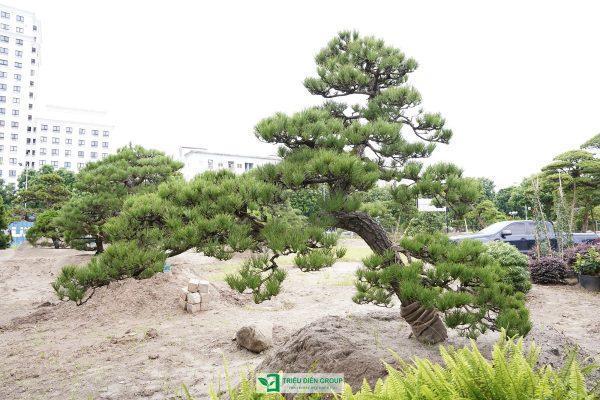 Triệu Điền mang đến những mẫu thông đen Nhật Bản ấn tượng