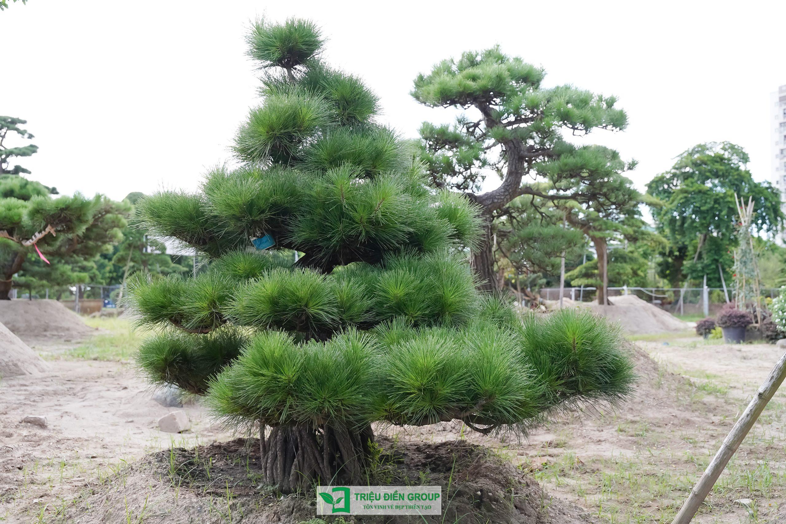Cây thông Nhật Bản tại Triệu Điền được lựa chọn kỹ lưỡng để phù hợp với nhiều không gian sân vườn và công trình cảnh quan