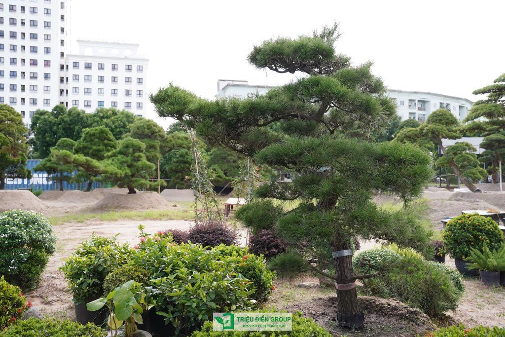 Nên chọn thông Nhật hay thông Việt cho sân vườn?