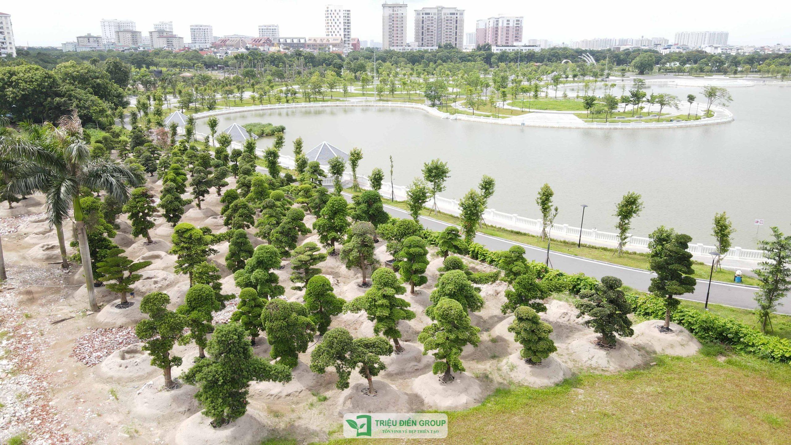 Những cây tùng la hán tại Triệu Điền được chăm sóc kỹ lưỡng để đảm bảo sức sống và giá trị thẩm mỹ lâu dài.